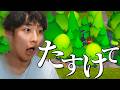 木にトラウマ植え付けられる男【Trees Hate You】
