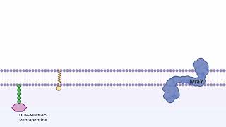 Bacterial peptidoglycan synthesis animated step-by-step