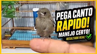 O MANEJO QUE FAZ O COLEIRO PEGAR CANTO MAIS RÁPIDO! 🐦⚡ (RESULTADO REAL)