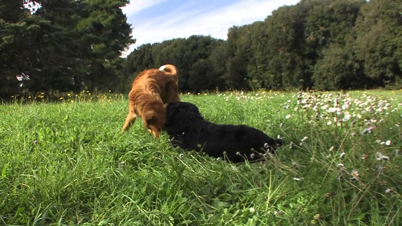 Nova Scotia Duck Tolling Retriever und Berner Sennenhund, 7 Monate alt