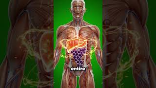 What Happens Inside Your Body When You Eat Grape? 🍇 | 3D Medical Animation #humanbody #facts #digest