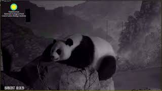 Panda Mei Xiang - Vocalization At Night 2017-09-08