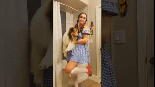 Chloe wanted to be the lion, but made a great Toto #dog #sheltie #toto #halloweencostume Chloe wanted to be the lion, but made a great Toto #dog #sheltie #toto #halloweencostume