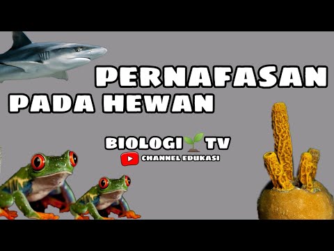 pernafasan pada hewan | biologi sma kelas 11 bab sistem pernafasan semester 2 | biologi