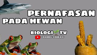 pernafasan pada hewan | biologi sma kelas 11 bab sistem pernafasan semester 2 | biologi