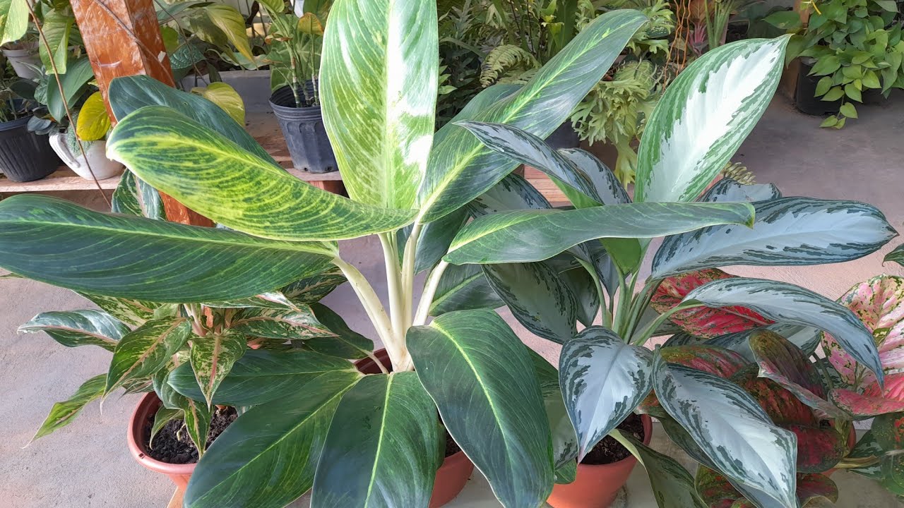 MOSTRANDO TODAS AS MINHAS AGLAONEMAS + SAIBA O MOTIVO DA MINHA AUSÊNCIA NO CANAL 🤛🤝🤔