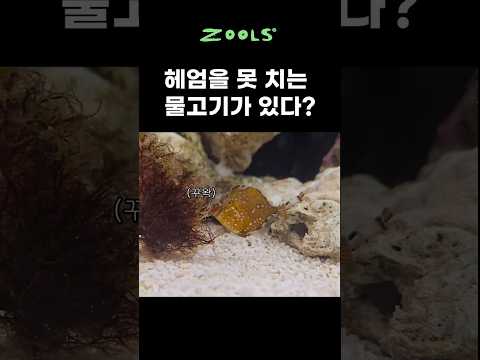 너는 날 때부터 이랬니...? ##그물코쥐치귀한물고기  #낚시