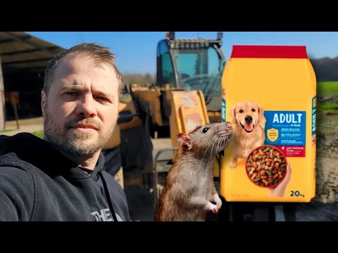 Croquettes pour chien contre les rats : le test filmé à la ferme