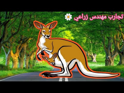 الكنغر كما لم تراه من قبل فيديو قصير