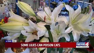 Vets see uptick in lily toxicity cases in cats