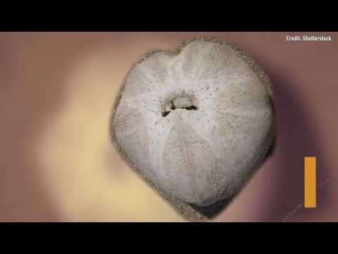 scientific calculator You'll LOVE This Sea Urchin