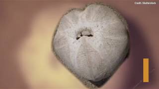 You'll LOVE This Sea Urchin