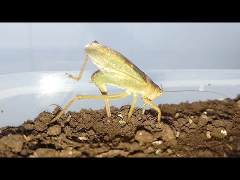 Кузнечик откладывает яйца в землю (Tettigonia cantans). Katydid lays eggs in the ground.