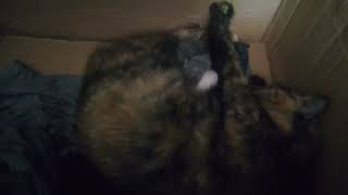 Adorable kittens born on Easter Eve miracle of Life #cats