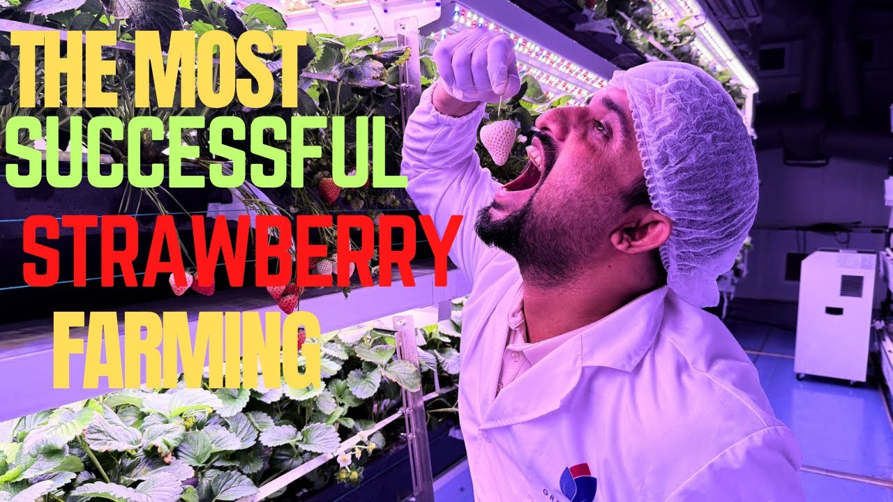 Aeroponic Strawberry Farming 🍓 | Inside Growspec High-Tech Container Farm