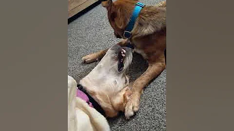 Ellie and Waylen Oct 2020