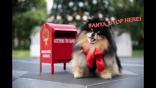 Waiting For Santa | Pomeranian Dog Gets Ready To See Santa by Mocha Pom 78,853 views 1 year ago 4 minutes, 47 seconds