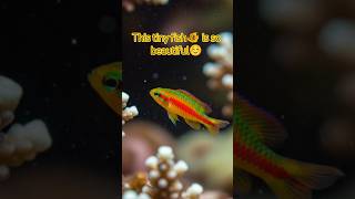 “World’s Most Beautiful Tiny Red &amp; Yellow Fish 🐟” #TinyFish #viral  #RedYellowFish #shortsfeed