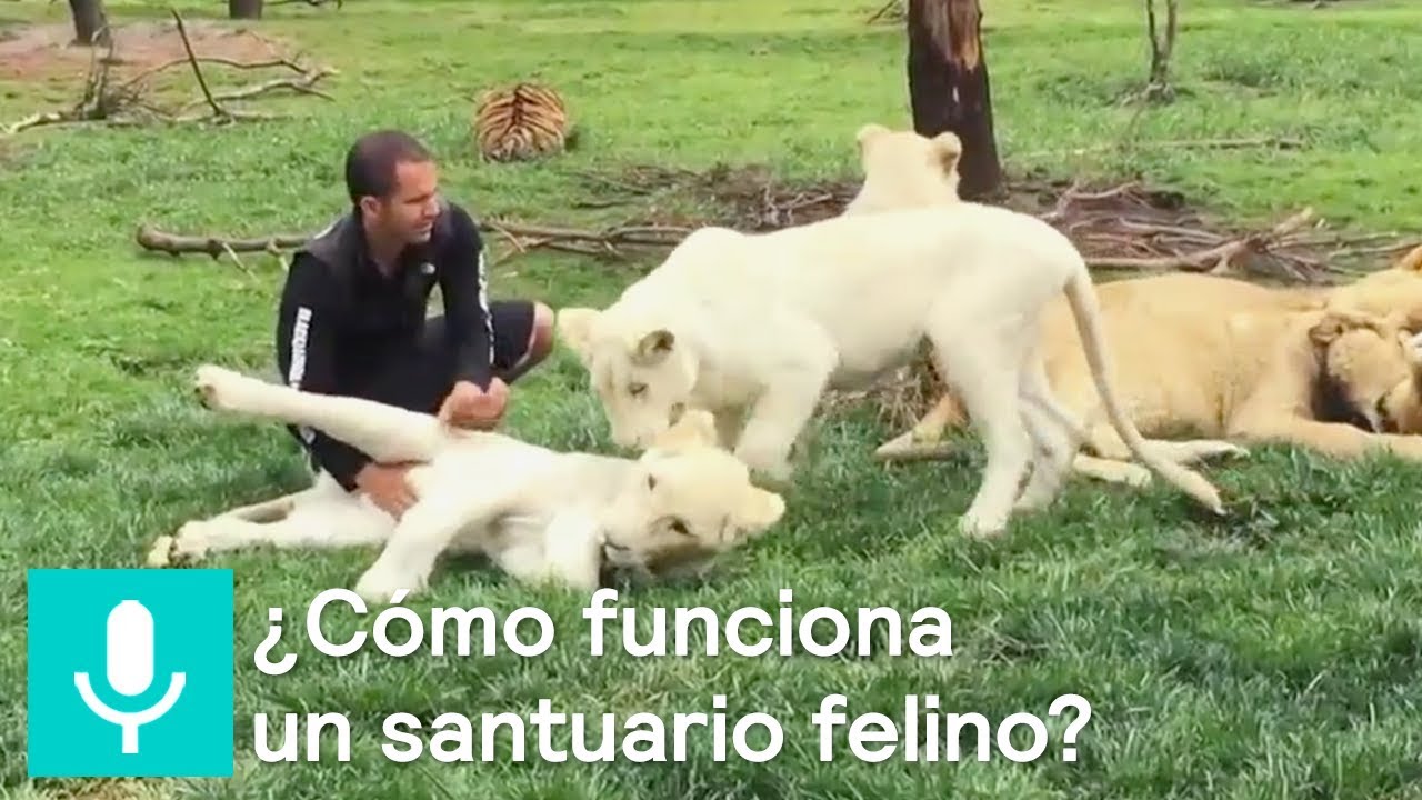 ¿Cuál es la labor y funcionamiento de la Fundación Black Jaguar-White Tiger? - Al Aire con Paola