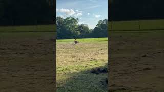 Rider Falls Off Mini Dirt Bike Attempting a Wheelie