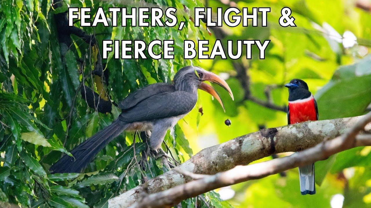 Trailer Alert|Dandeli in a Blink: Creatures That Stir the Soul 