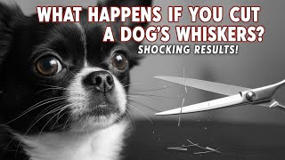 What Happens If You Cut a Dog’s Whiskers?🐾