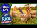 Whats it like to own backyard chickens ft the chicken chick  nbc connecticut kids connection