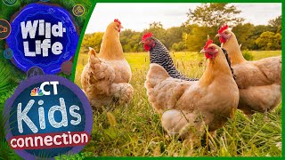 What's It Like To Own Backyard Chickens (ft. The Chicken Chick) | NBC Connecticut Kids Connection