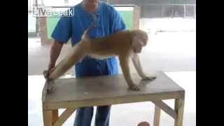 Monkey doing sit ups and push ups !!!