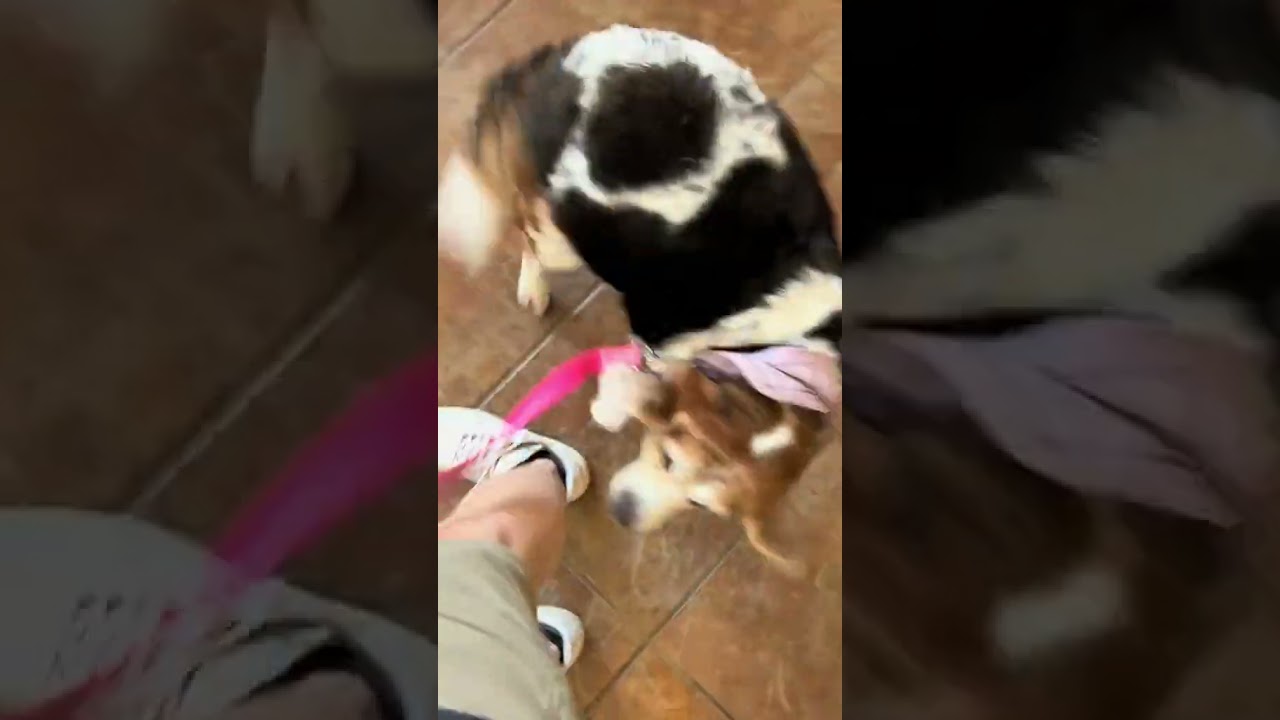 Picking up the Beast Bullseye The Beagle from her pet resort stay