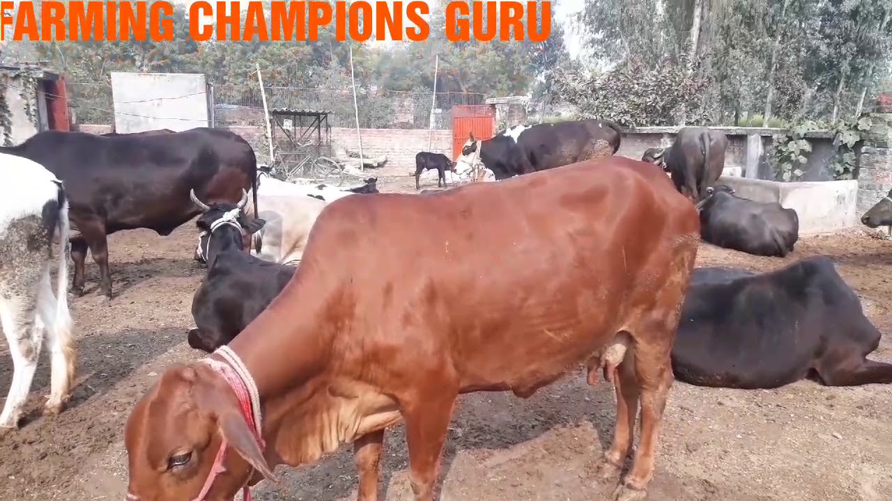 LUCKNOW Yha milengee milk line ki cow & buffalo YouTube