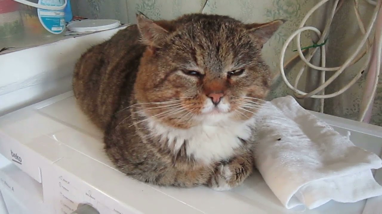 youtube video for My Cat Is a Kawaii Girl
