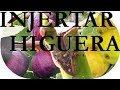 INJERTAR una HIGUERA, GRAFT a FIG TREE parte 1ª de 2