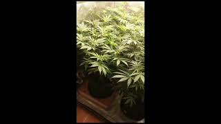 Skysaber 720w day 11 in flowering