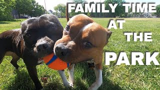 A Day At The Park - Meet My Dogs