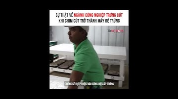 Sự thật về ngành công nghiệp trứng cút, khi chim cút trở thành máy đẻ trứng
