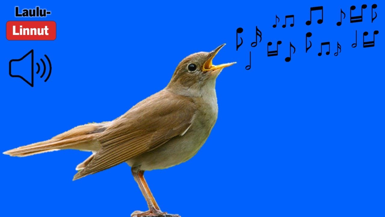 Satakielen laulua | Thrush Nightingale Singing