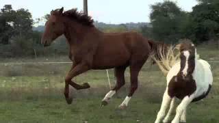 chevaux au galop
