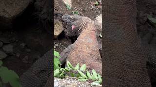 New The Ferocity Of The Komodo Swallowing Its Prey