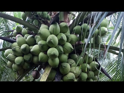 Video Dừa xiêm xanh lùn bến tre 600 gốc của cây giống minh... - youtube