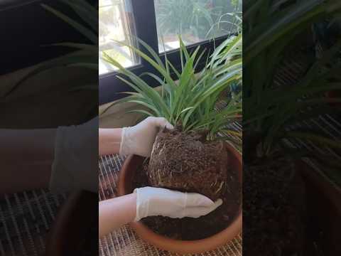 ليش لازم ننقل النبتة لحوض أكبر نباتات  افكار اكسبلور  زراعة العناية