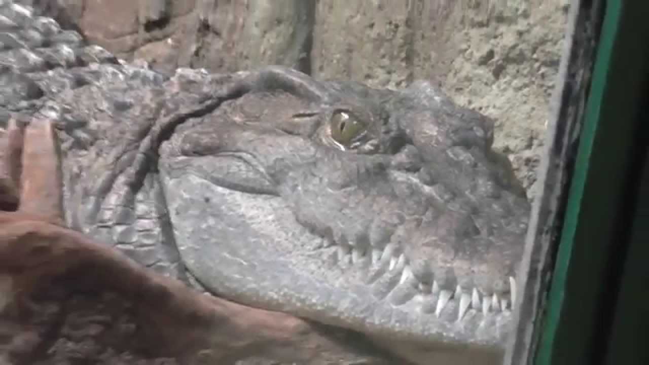 Philippine crocodile (Crocodylus mindorensis) at london zoo