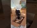 POV: you realize your cat's favorite toy costs absolutely nothing 😂🐾