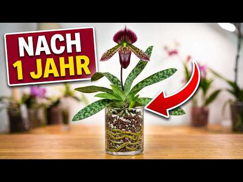 1 Jahr im Colomi-Granulat: Blüht dieser Frauenschuh noch?
