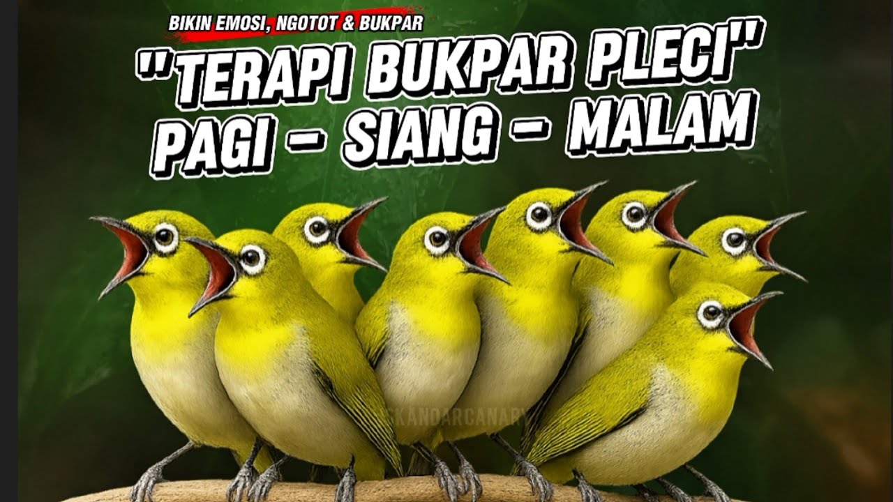 Terapi Bukpar Pleci: Pagi, Siang, Malam - Bikin Emosi Gacor Maksimal!