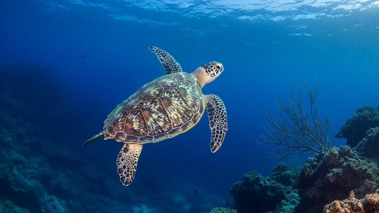 Stress Relief Music to Heal Depression, Emotional Healing • Anti Stress Music