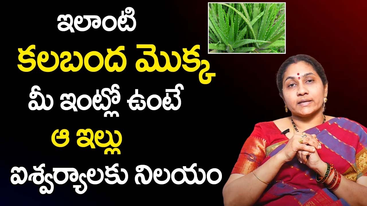 Kalabanda Tho Laxmi Kataksham | Benefits & Uses of Aloe Vera | Nittala Kiranmayi Remedies |TSW