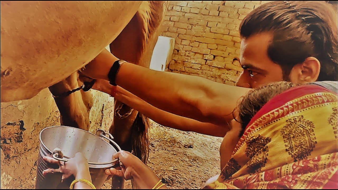 Cow Milk Nikalna Seekh Gaya | Thinkers King