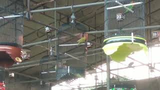 Download Lagu Lovebird GENDIS full fighter Download Lagu Lovebird GENDIS full fighter