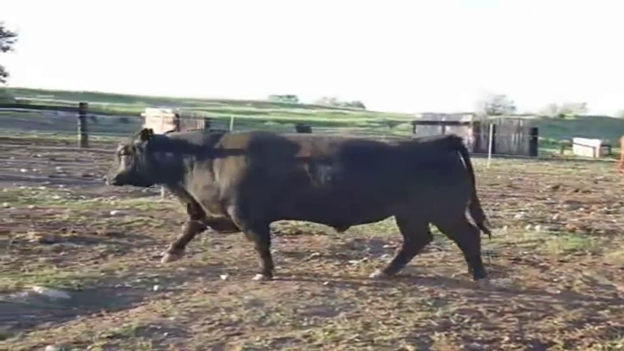 camera iphone 8 plus apk SITZ DASH 10277